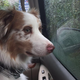 Good boy looking for a dry ride.
